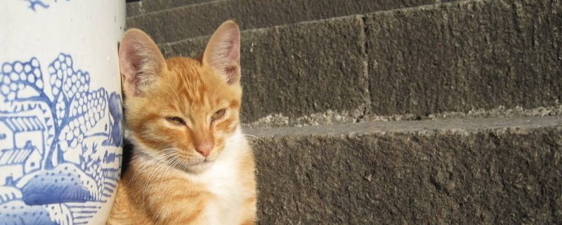 猫为什么能缩成一团