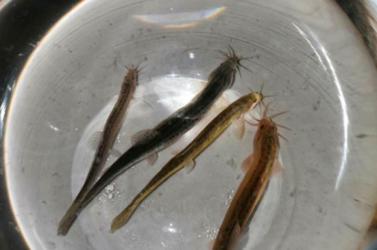 泥鳅在鱼缸怎么养