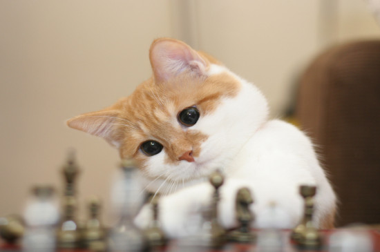 猫尿不出来怎么催尿
