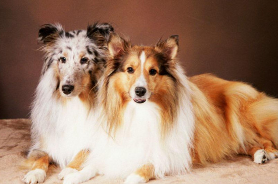 喜乐蒂牧羊犬怎么养