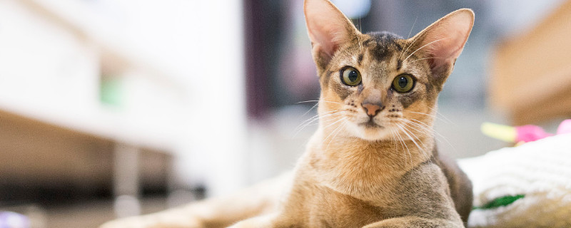 猫咪为什么用爪子按住人的嘴