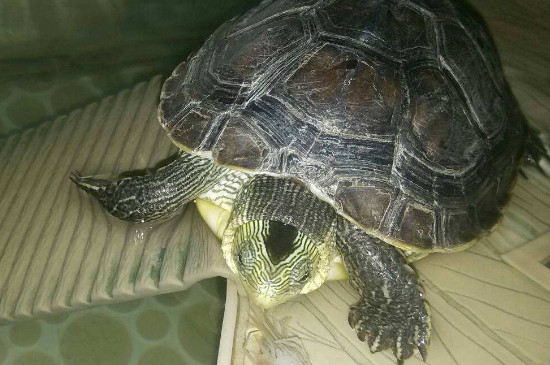 乌龟吃西瓜皮吗