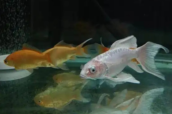 黄粉一直泡着鱼会死吗