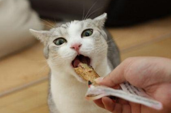 猫咪爱吃什么
