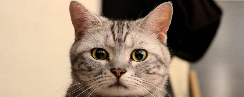 如何养猫