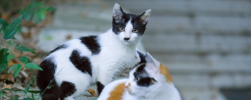 奶牛猫的性格特点