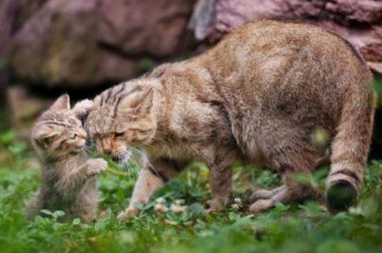 为什么不能给野猫喂食
