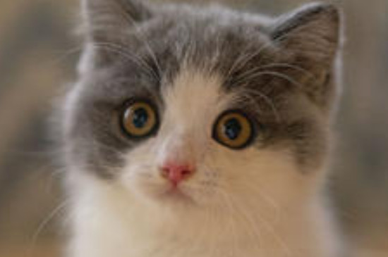 猫胡须可以剪吗