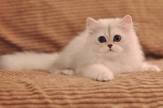 猫跳蚤满屋子都是怎么消灭