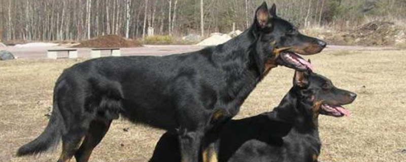 黑狼犬怎么训练