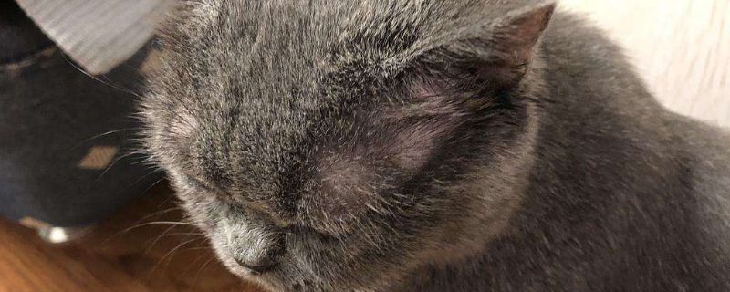猫眉毛秃了是怎么回事