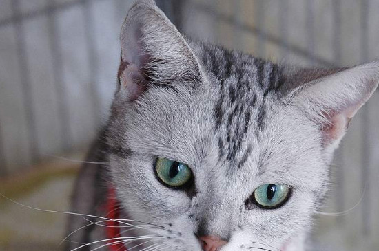 小猫呕吐白色泡沫怎么办