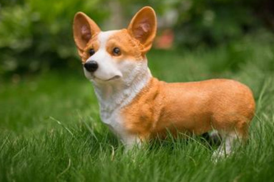 狗狗吃完红薯会拉屎吗