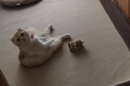 三天家里没人猫可以吗