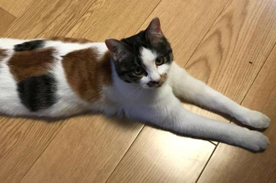 猫咪喜欢躺地板上睡什么原因