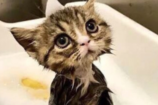 屋里猫尿骚味怎么去除