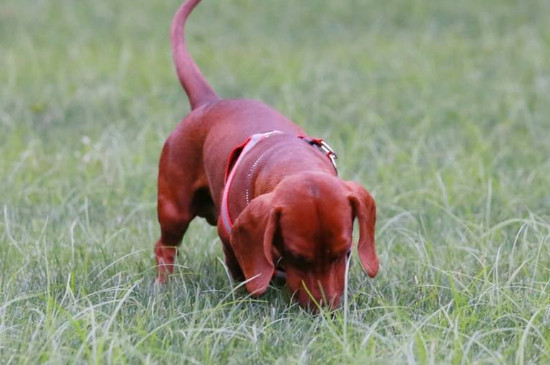 腊肠犬怎么看品相