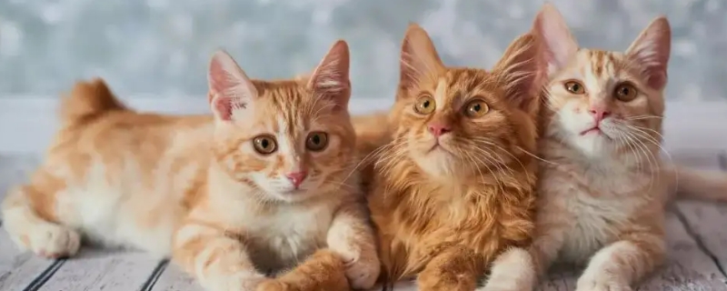 猫咪叫声沙哑怎么回事