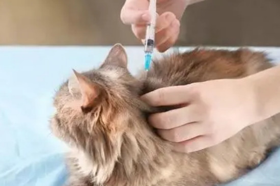 怎么判断猫驱虫干净