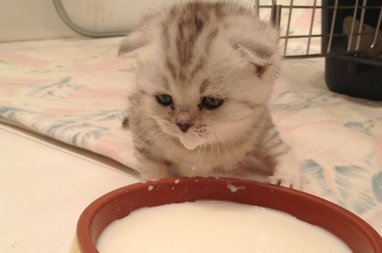 小猫多大吃猫粮