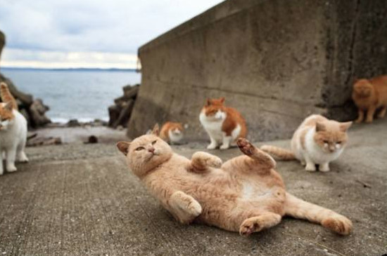 猫身上跳蚤怎么彻底去除