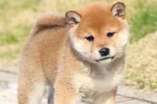 柴犬怎么训练大小便