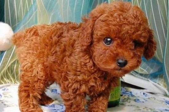 茶杯犬怎么养