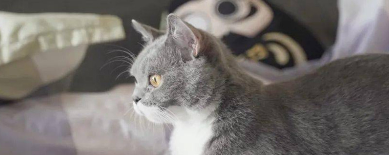 猫能吃杏吗