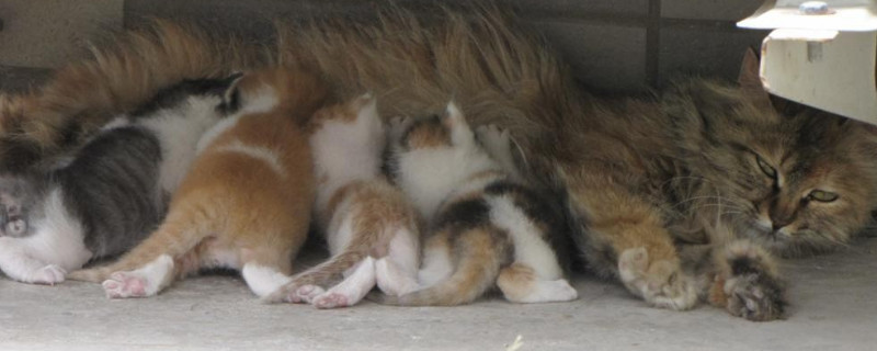 野猫生了小猫多久就不管了