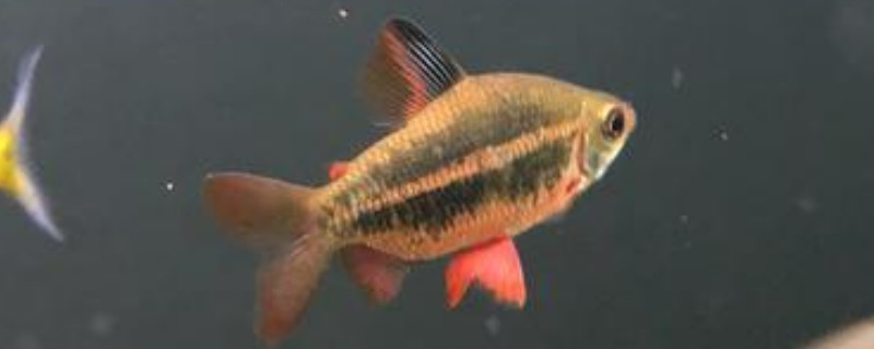 宝莲灯鱼怎么总死