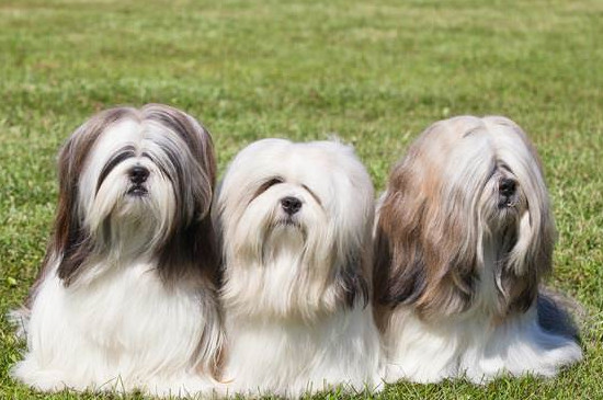 拉萨犬掉毛吗