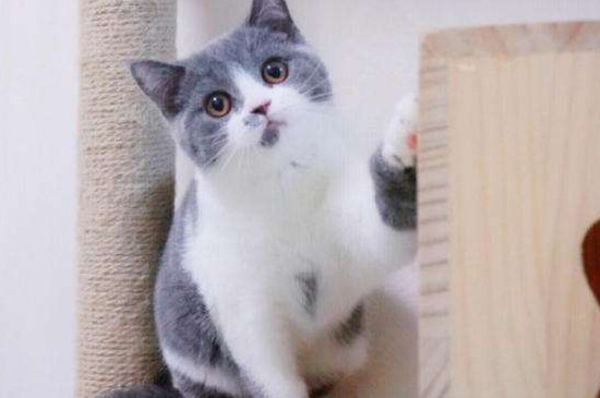 英国短毛猫能吃水果吗