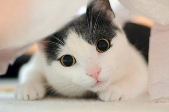 猫咪喜欢灯光还是黑暗