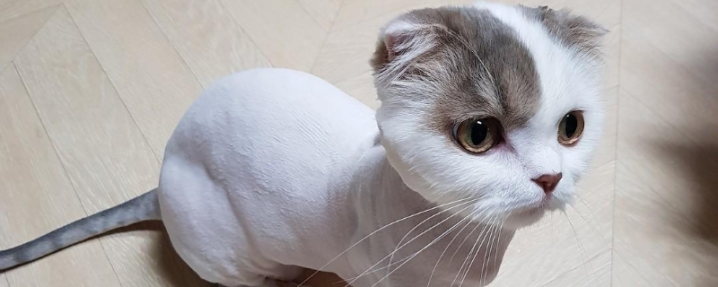 小猫崽20多天起癣怎么办
