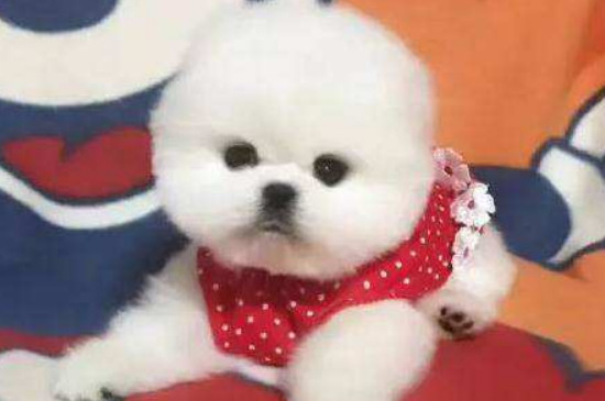 博美犬能吃巧克力吗