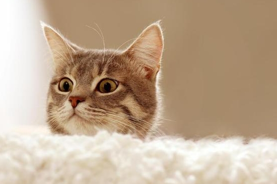 猫咪眼眶周围发红怎么办