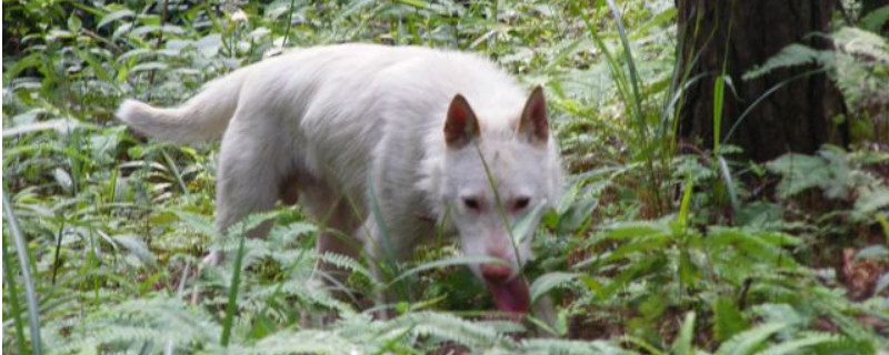 下司犬怎么养