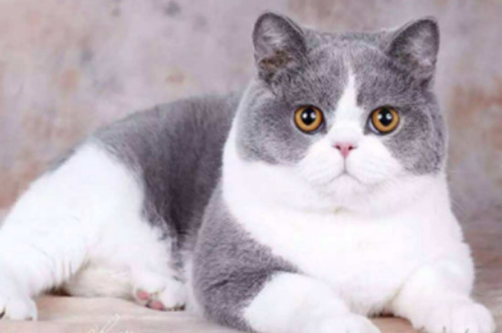 猫怎么发腮快