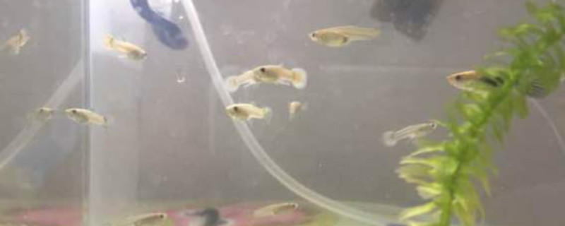 孔雀鱼苗怎么养才不会死