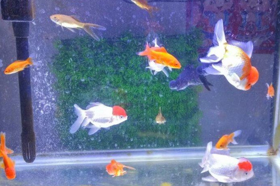 怎么让鱼缸的鱼不打架