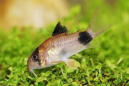 熊猫鼠鱼死亡原因