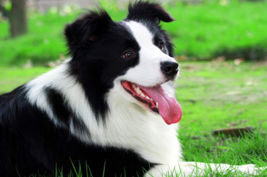 边境牧羊犬怎么训练大小便
