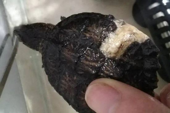 乌龟烂爪子怎么治?