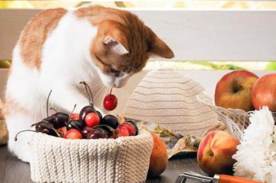 猫吐了像屎一样的褐色怎么办