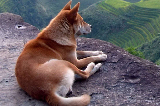 秋田犬怎么样