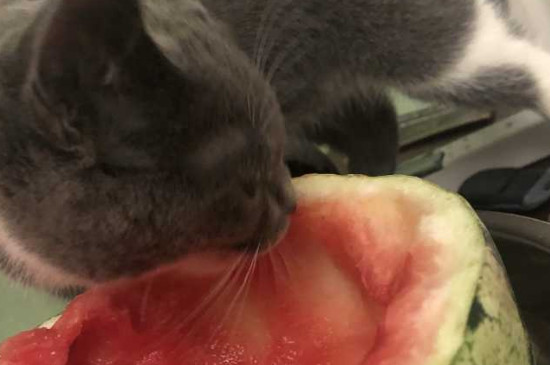 猫咪可以吃西瓜皮吗
