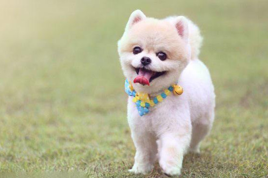 刚出生的狗有狂犬病吗
