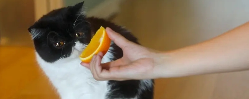 养猫房间可以放香薰吗