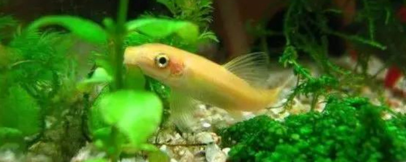 金苔鼠死亡有哪些因素