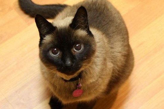 猫咪呼吸急促肚子起伏很快速是怎么了
